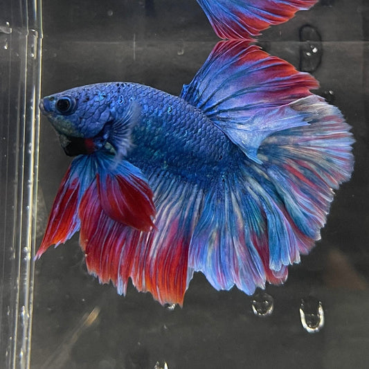 the-fish-farm Male Betta Male Betta - One Only - 2 Choose your favourite Male Betta from The Fish Farm Australia
