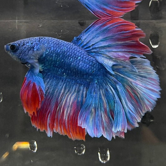 the-fish-farm Male Betta Male Betta - One Only - 2 Choose your favourite Male Betta from The Fish Farm Australia
