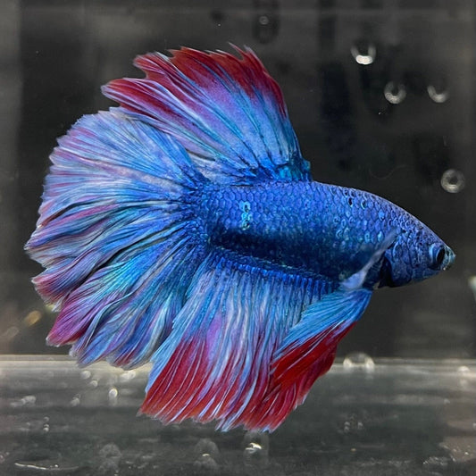 the-fish-farm Male Betta Male Betta - One Only - 2 Choose your favourite Male Betta from The Fish Farm Australia