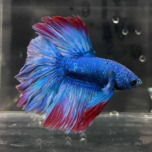 the-fish-farm Male Betta Male Betta - One Only - 2 Choose your favourite Male Betta from The Fish Farm Australia