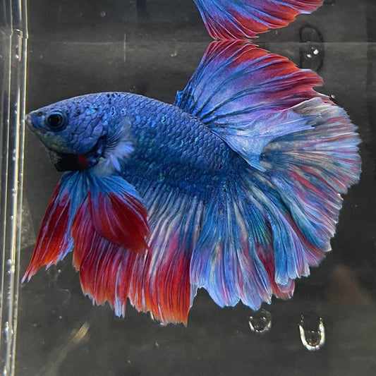 the-fish-farm Male Betta Male Betta - One Only - 2 Choose your favourite Male Betta from The Fish Farm Australia