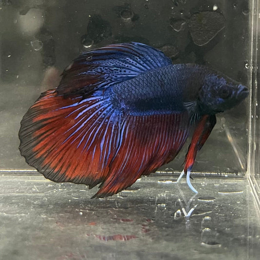 the-fish-farm Male Betta Male Betta - One Only - 2 Choose your favourite Male Betta from The Fish Farm Australia