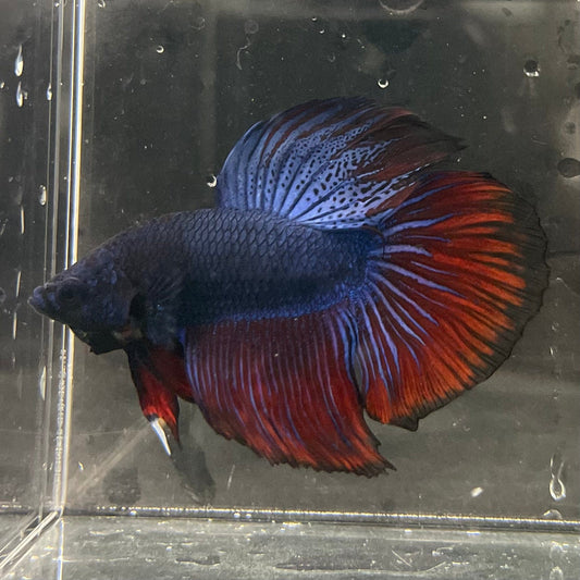 the-fish-farm Male Betta Male Betta - One Only - 2 Choose your favourite Male Betta from The Fish Farm Australia