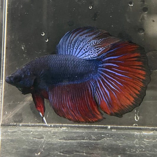 the-fish-farm Male Betta Male Betta - One Only - 2 Choose your favourite Male Betta from The Fish Farm Australia