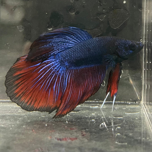the-fish-farm Male Betta Male Betta - One Only - 2 Choose your favourite Male Betta from The Fish Farm Australia