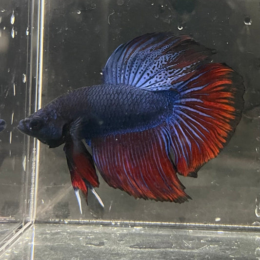 the-fish-farm Male Betta Male Betta - One Only - 2 Choose your favourite Male Betta from The Fish Farm Australia