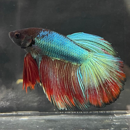 the-fish-farm Male Betta Male Betta - One Only - 2 Choose your favourite Male Betta from The Fish Farm Australia