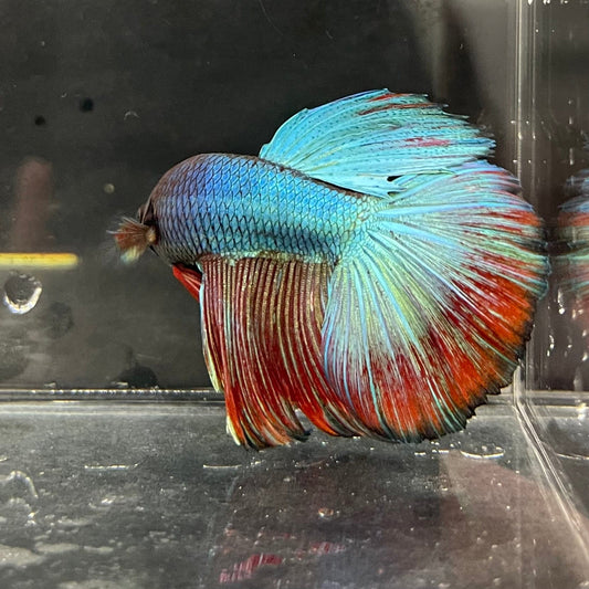 the-fish-farm Male Betta Male Betta - One Only - 2 Choose your favourite Male Betta from The Fish Farm Australia