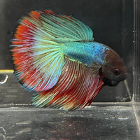 the-fish-farm Male Betta Male Betta - One Only - 2 Choose your favourite Male Betta from The Fish Farm Australia