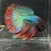 the-fish-farm Male Betta Male Betta - One Only - 2 Choose your favourite Male Betta from The Fish Farm Australia