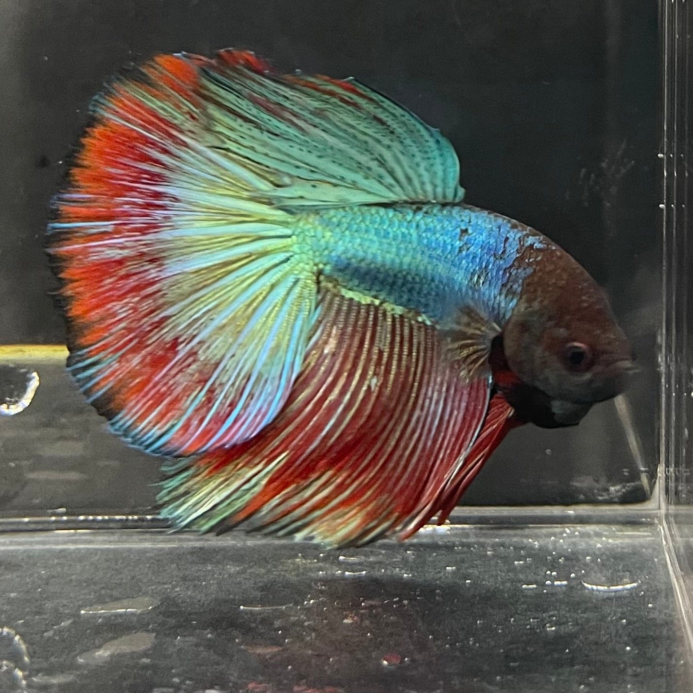 the-fish-farm Male Betta Male Betta - One Only - 2 Choose your favourite Male Betta from The Fish Farm Australia