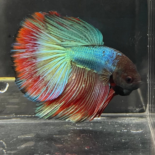 the-fish-farm Male Betta Male Betta - One Only - 2 Choose your favourite Male Betta from The Fish Farm Australia