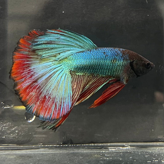 the-fish-farm Male Betta Male Betta - One Only - 2 Choose your favourite Male Betta from The Fish Farm Australia