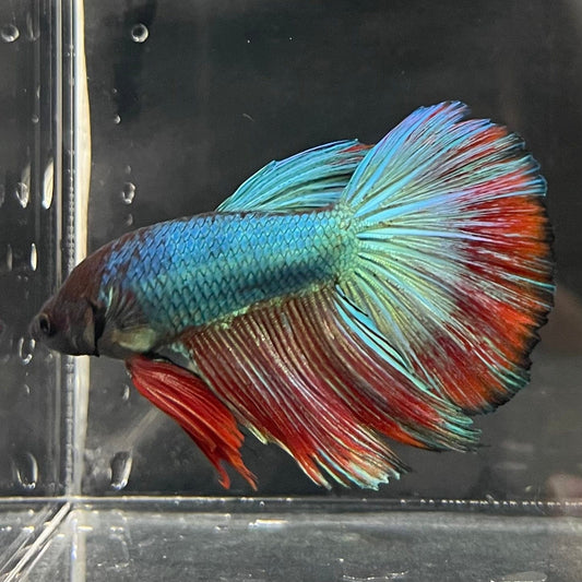 the-fish-farm Male Betta Male Betta - One Only - 2 Choose your favourite Male Betta from The Fish Farm Australia