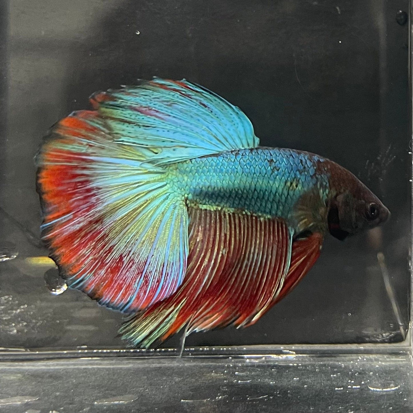 the-fish-farm Male Betta Male Betta - One Only - 2 Choose your favourite Male Betta from The Fish Farm Australia