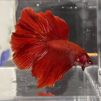 the-fish-farm Male Betta Male Betta - One Only - 2 Choose your favourite Male Betta from The Fish Farm Australia