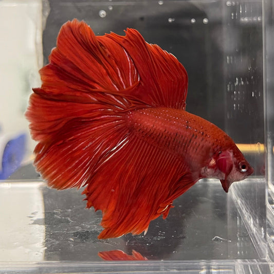 the-fish-farm Male Betta Male Betta - One Only - 2 Choose your favourite Male Betta from The Fish Farm Australia