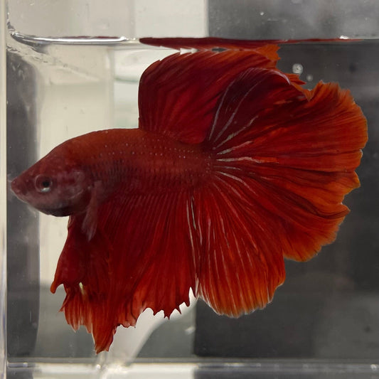 the-fish-farm Male Betta Male Betta - One Only - 2 Choose your favourite Male Betta from The Fish Farm Australia
