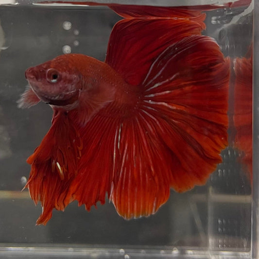 the-fish-farm Male Betta Male Betta - One Only - 2 Choose your favourite Male Betta from The Fish Farm Australia