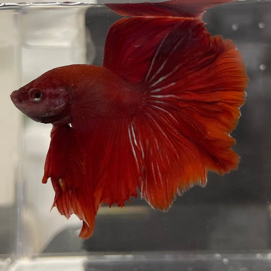the-fish-farm Male Betta Male Betta - One Only - 2 Choose your favourite Male Betta from The Fish Farm Australia