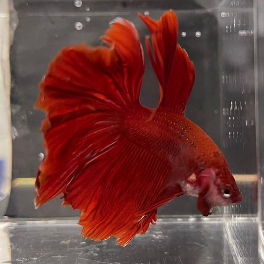 the-fish-farm Male Betta Male Betta - One Only - 2 Choose your favourite Male Betta from The Fish Farm Australia