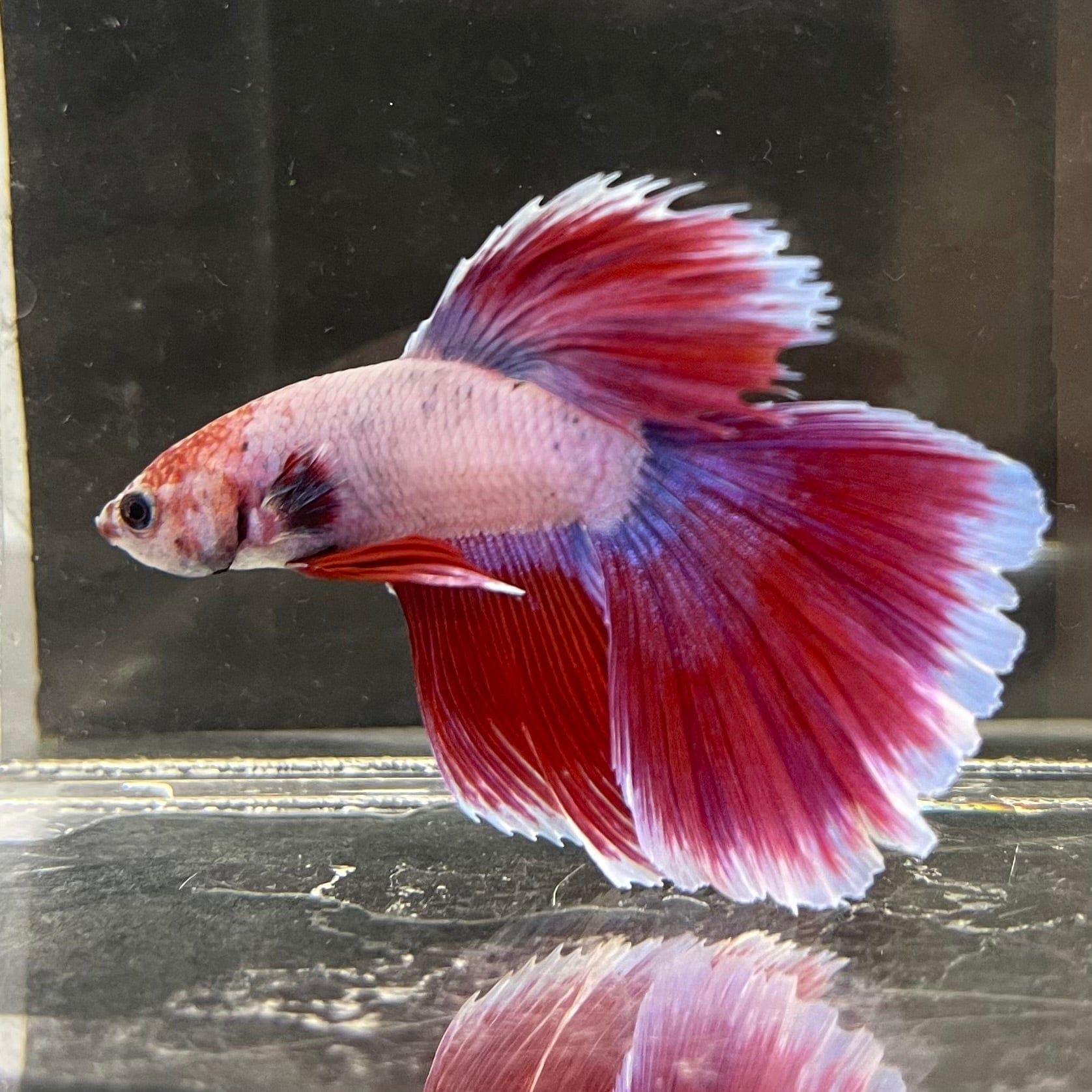 the-fish-farm Male Betta Male Betta - One Only - 2 Choose your favourite Male Betta from The Fish Farm Australia
