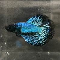 the-fish-farm Male Betta Male Betta - One Only - 2 Choose your favourite Male Betta from The Fish Farm Australia