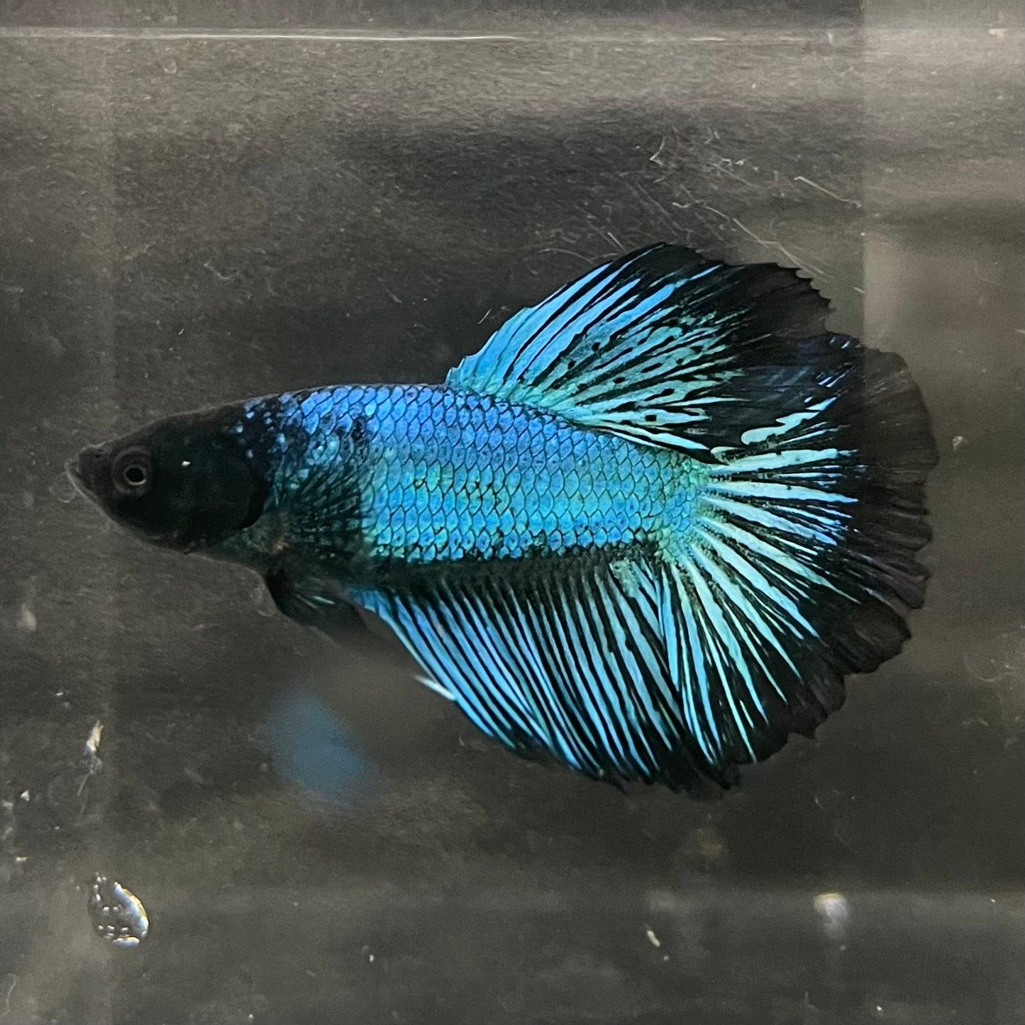 the-fish-farm Male Betta Male Betta - One Only - 2 Choose your favourite Male Betta from The Fish Farm Australia