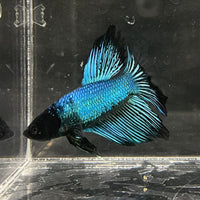 the-fish-farm Male Betta Male Betta - One Only - 2 Choose your favourite Male Betta from The Fish Farm Australia