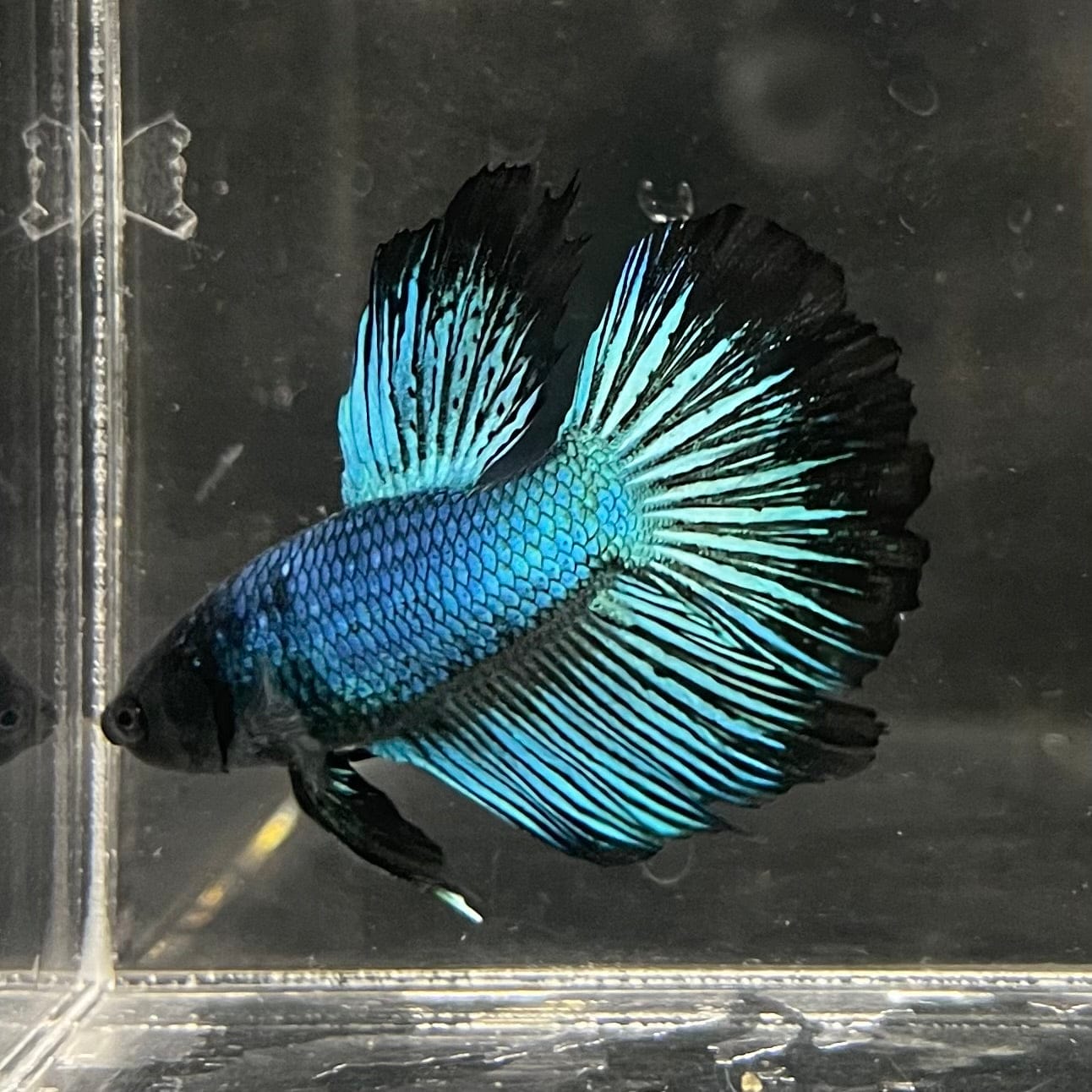 the-fish-farm Male Betta Male Betta - One Only - 2 Choose your favourite Male Betta from The Fish Farm Australia