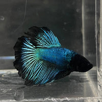 the-fish-farm Male Betta Male Betta - One Only - 2 Choose your favourite Male Betta from The Fish Farm Australia