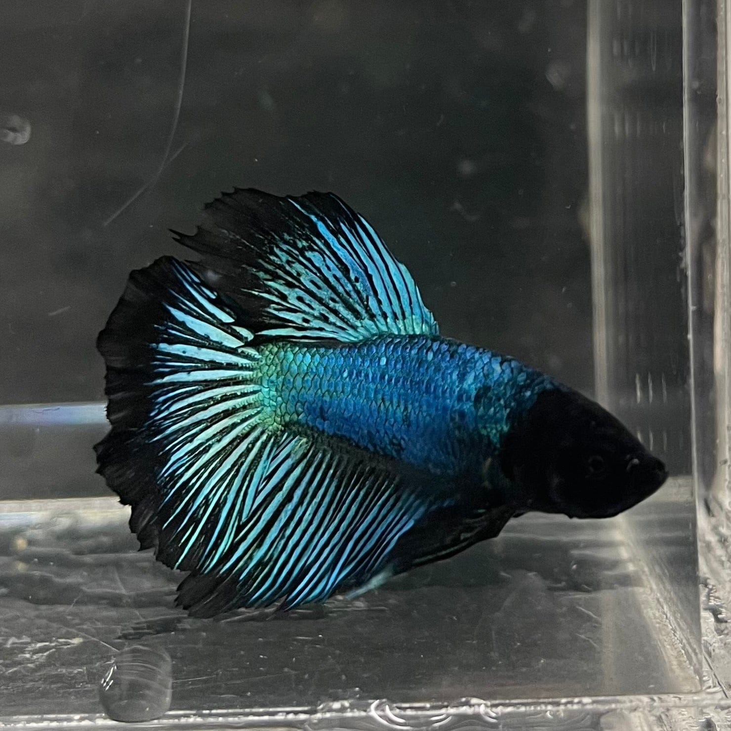 the-fish-farm Male Betta Male Betta - One Only - 2 Choose your favourite Male Betta from The Fish Farm Australia