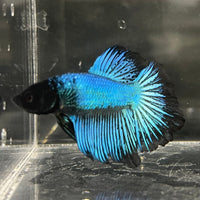 the-fish-farm Male Betta Male Betta - One Only - 2 Choose your favourite Male Betta from The Fish Farm Australia