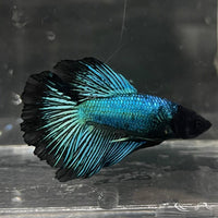 the-fish-farm Male Betta Male Betta - One Only - 2 Choose your favourite Male Betta from The Fish Farm Australia