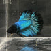 the-fish-farm Male Betta Male Betta - One Only - 2 Choose your favourite Male Betta from The Fish Farm Australia