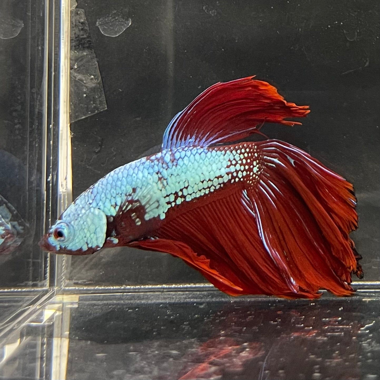 the-fish-farm Male Betta Male Betta - One Only - 2 Choose your favourite Male Betta from The Fish Farm Australia