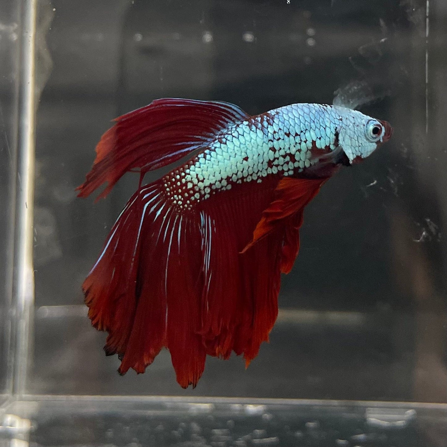 the-fish-farm Male Betta Male Betta - One Only - 2 Choose your favourite Male Betta from The Fish Farm Australia