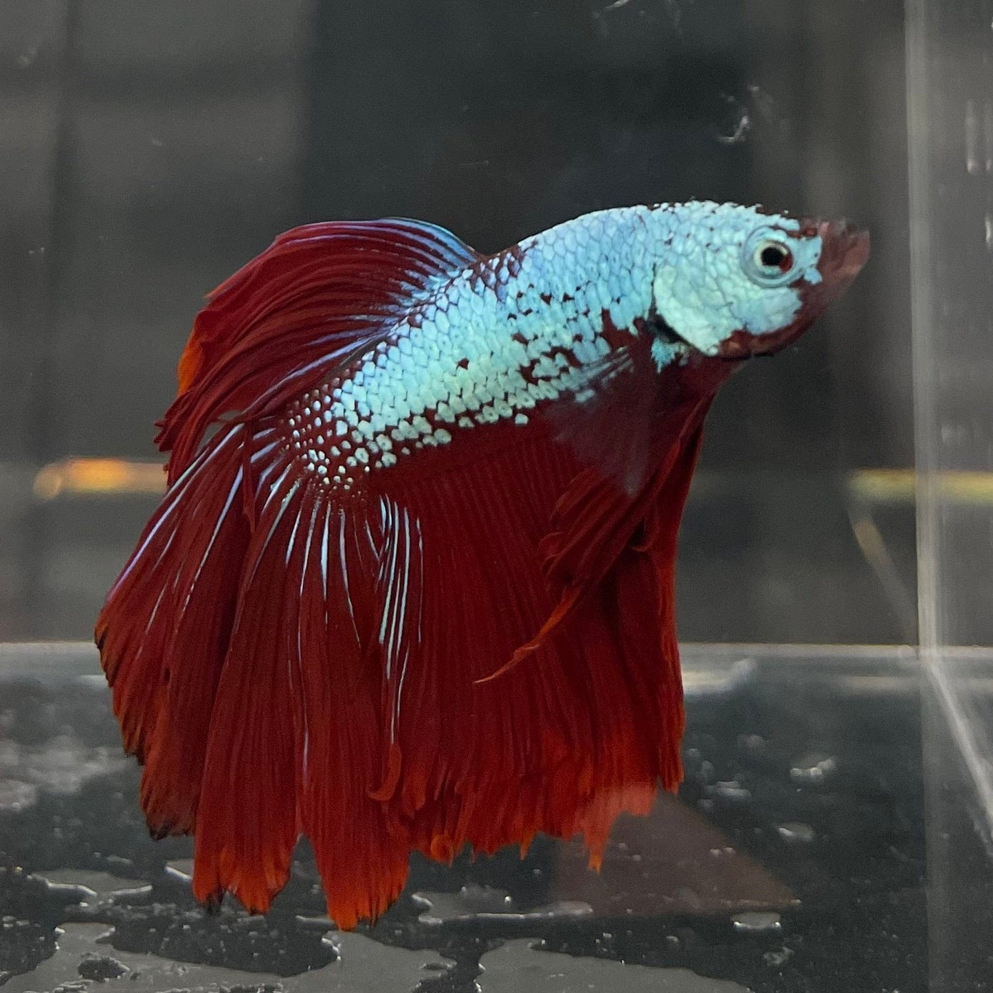 the-fish-farm Male Betta Male Betta - One Only - 2 Choose your favourite Male Betta from The Fish Farm Australia