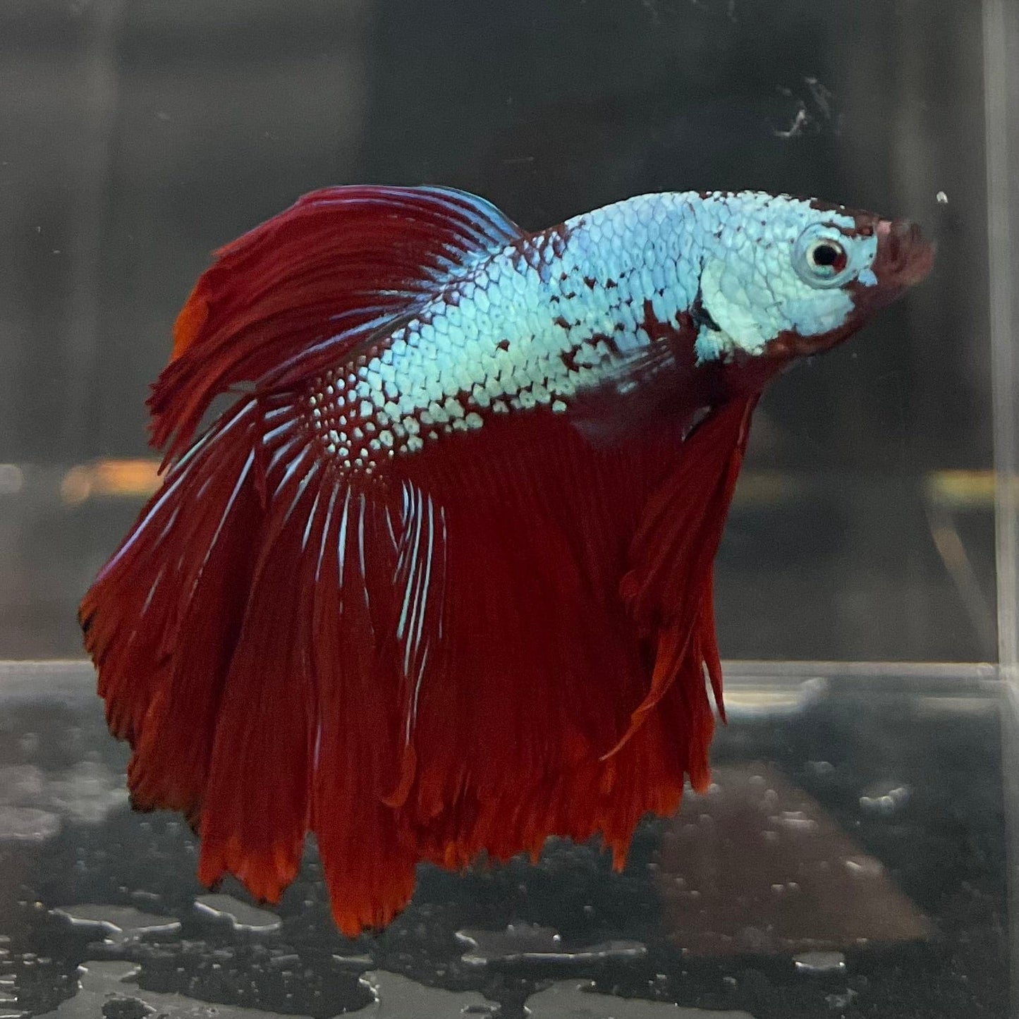 the-fish-farm Male Betta Male Betta - One Only - 2 Choose your favourite Male Betta from The Fish Farm Australia