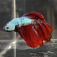 the-fish-farm Male Betta Male Betta - One Only - 2 Choose your favourite Male Betta from The Fish Farm Australia