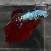 the-fish-farm Male Betta Male Betta - One Only - 2 Choose your favourite Male Betta from The Fish Farm Australia