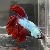 the-fish-farm Male Betta Male Betta - One Only - 2 Choose your favourite Male Betta from The Fish Farm Australia