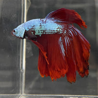 the-fish-farm Male Betta Male Betta - One Only - 2 Choose your favourite Male Betta from The Fish Farm Australia