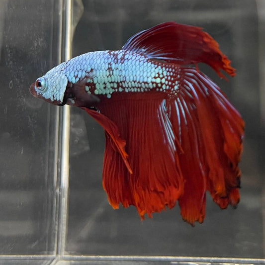 the-fish-farm Male Betta Male Betta - One Only - 2 Choose your favourite Male Betta from The Fish Farm Australia