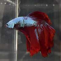 the-fish-farm Male Betta Male Betta - One Only - 2 Choose your favourite Male Betta from The Fish Farm Australia