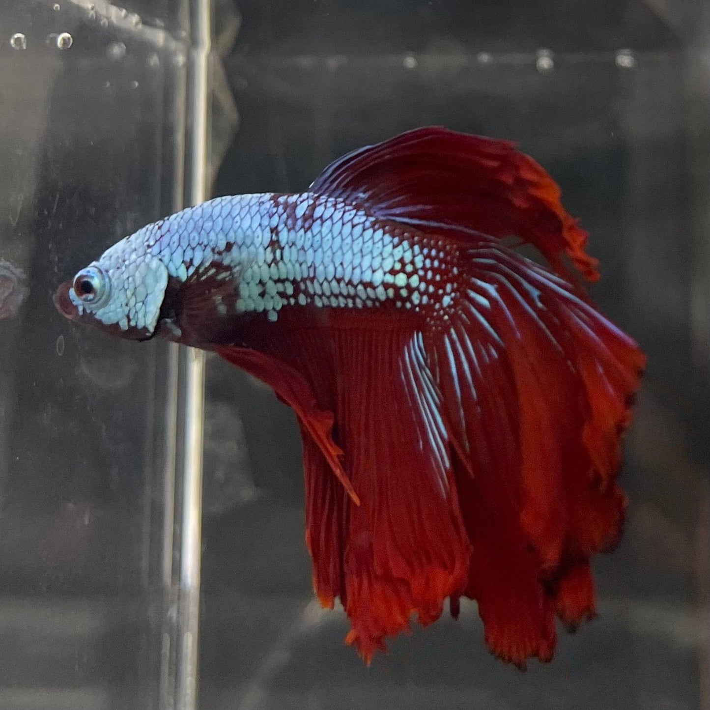 the-fish-farm Male Betta Male Betta - One Only - 2 Choose your favourite Male Betta from The Fish Farm Australia