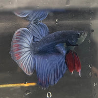 the-fish-farm Male Betta Male Betta - One Only - 2 Choose your favourite Male Betta from The Fish Farm Australia