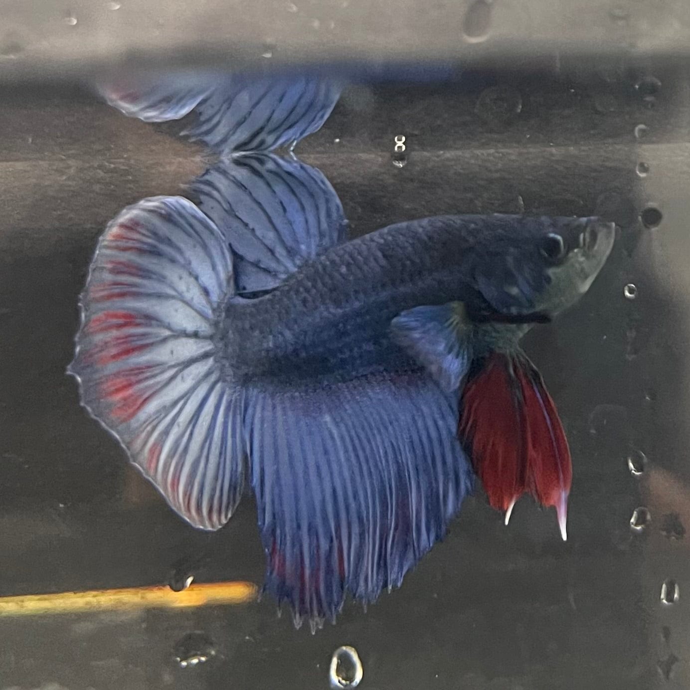 the-fish-farm Male Betta Male Betta - One Only - 2 Choose your favourite Male Betta from The Fish Farm Australia