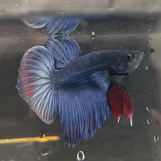 the-fish-farm Male Betta Male Betta - One Only - 2 Choose your favourite Male Betta from The Fish Farm Australia