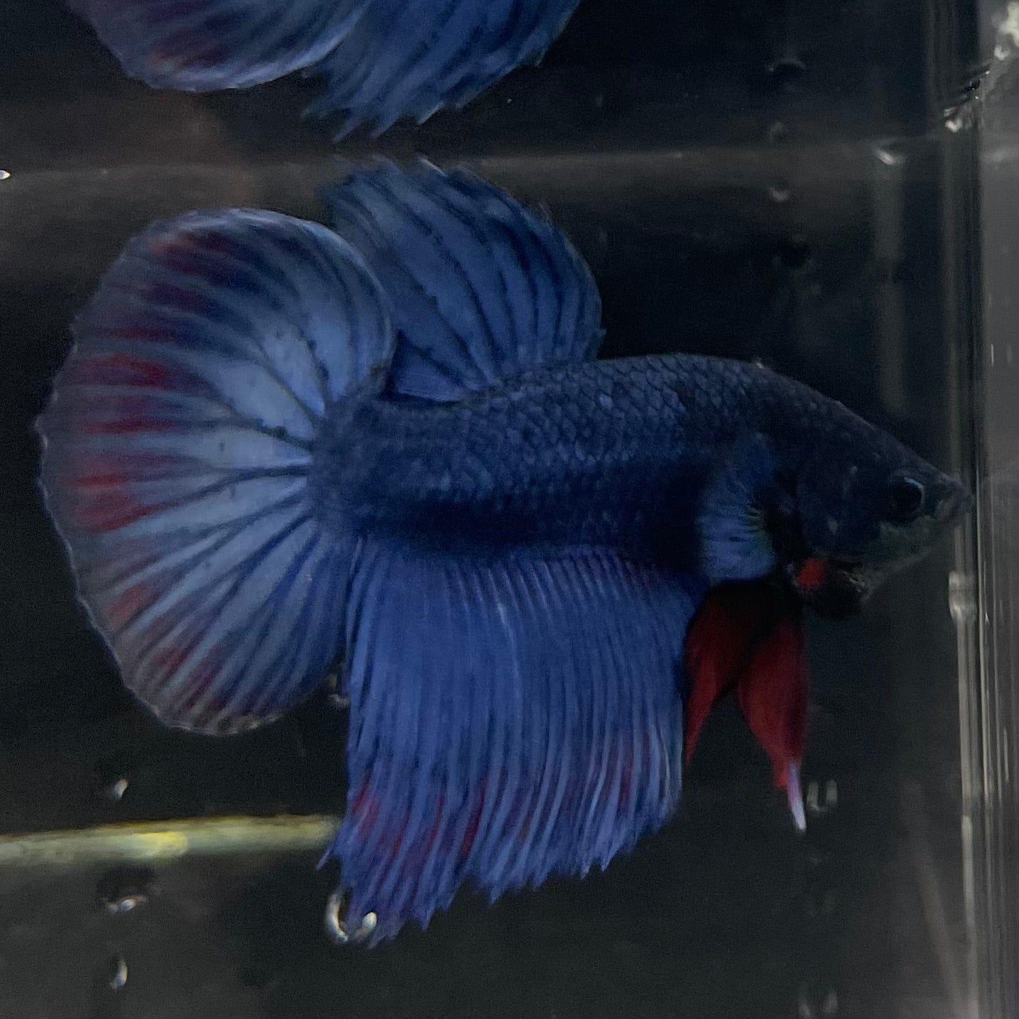 the-fish-farm Male Betta Male Betta - One Only - 2 Choose your favourite Male Betta from The Fish Farm Australia